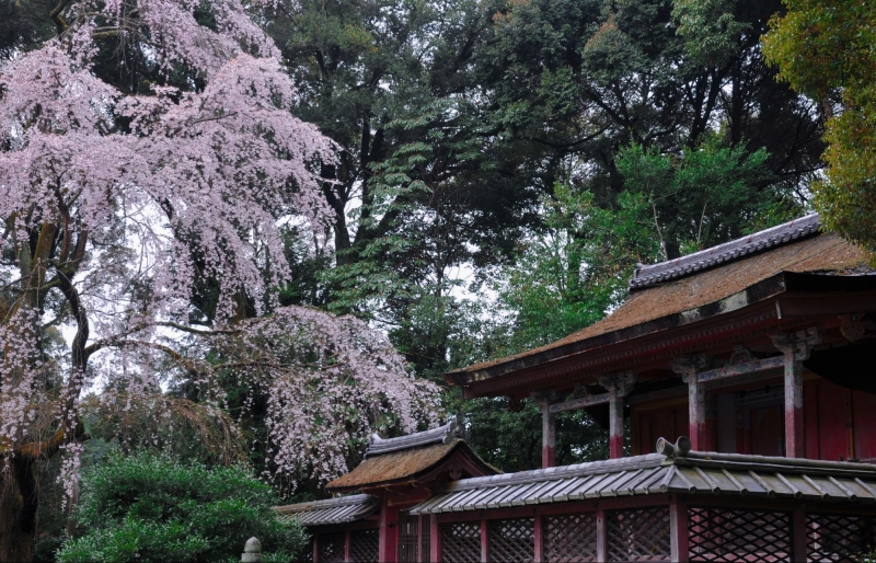 Chùa Daigo Ji Chùa Daigo Ji