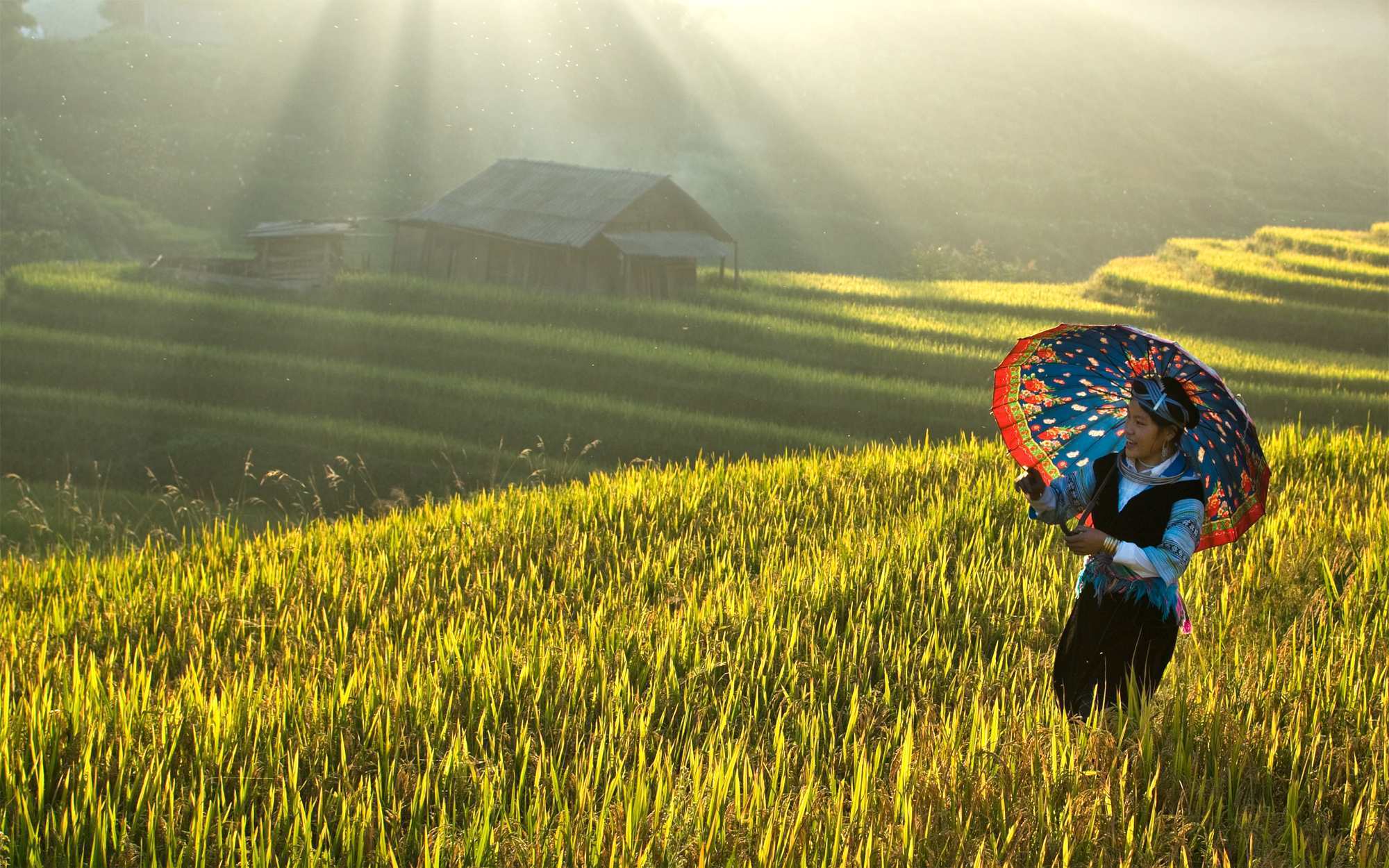 BAY TRÊN MÙA VÀNG – MÙ CĂNG CHẢI (3N-2D)