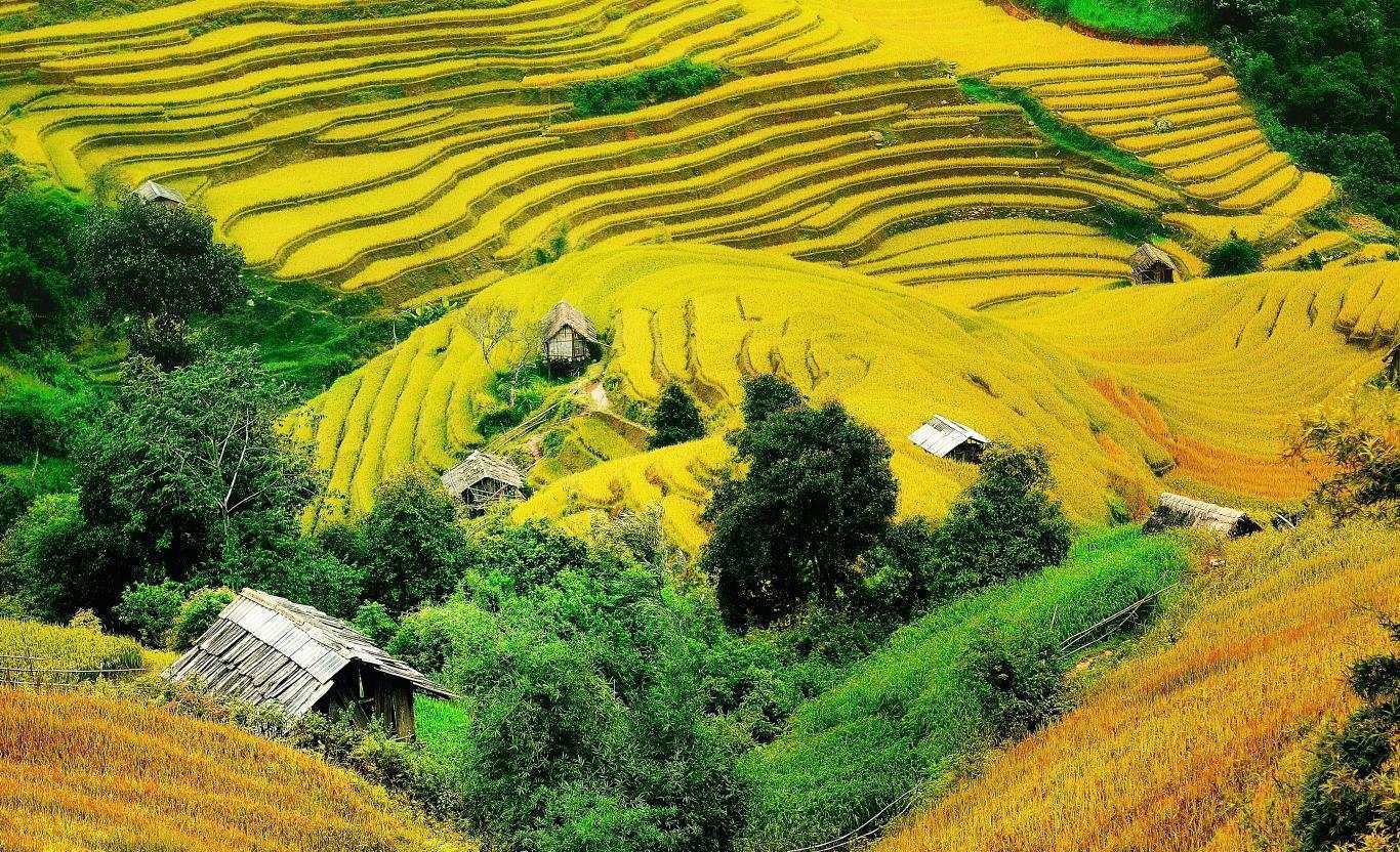 BAY TRÊN MÙA VÀNG – MÙ CĂNG CHẢI (3N-2D)
